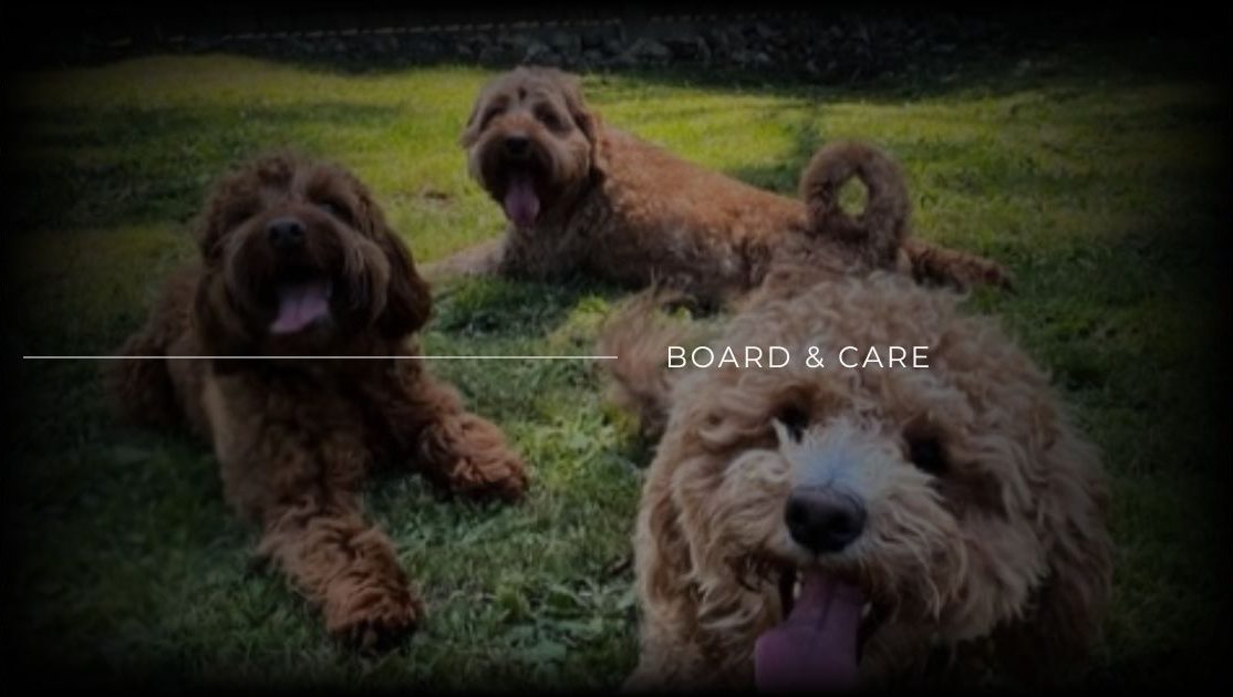 Board & care for dogs in Melbourne.