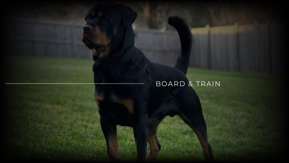 Dog training through a board and train program in Melbourne.