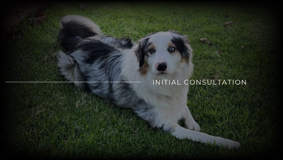 Initial dog training consultation in Melbourne.