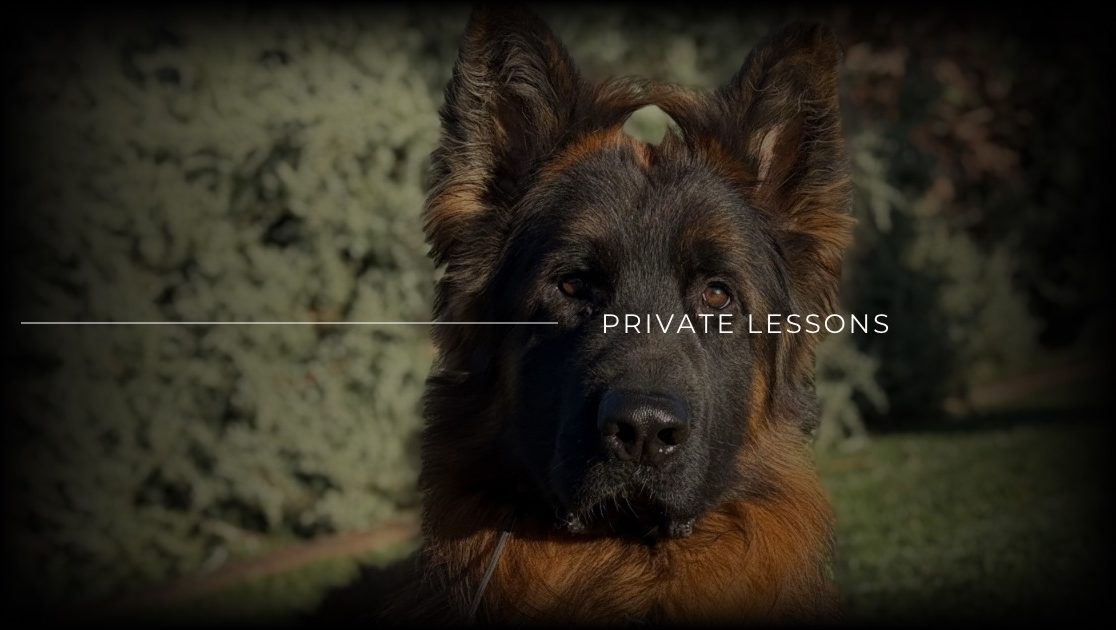 Private dog training lessons in Melbourne.