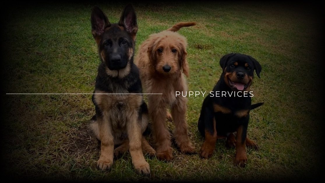 Puppy dog training in Melbourne.